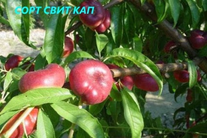 Milyen gyümölcsöt - barack: Peach (: Peach) Milyen gyümölcsöt - barack: Peach