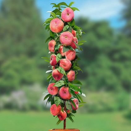 Milyen gyümölcsöt - barack: Peach (: Peach) Milyen gyümölcsöt - barack: Peach