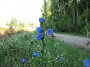 Cikória leírás, gyűjtése, előkészítése, tulajdonságok, receptek (vulgáris) Cikória Közös leírás, gyűjtés, előkészítése, tulajdonságok, receptek