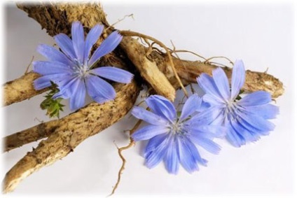 Cikória előnyei és hátrányai, előnyös tulajdonságait a virág