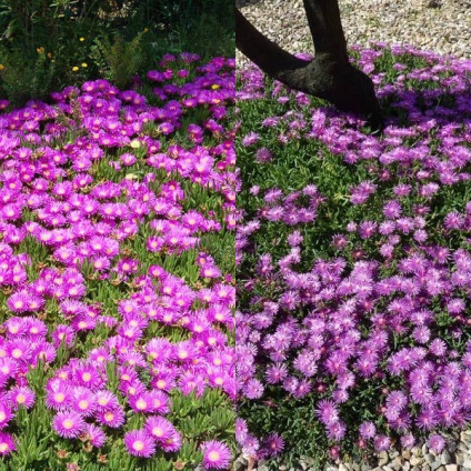 Virág delosperma Cooper és a Virág delosperma Cooper és a „Stardust” fotó, termesztés és karbantartás