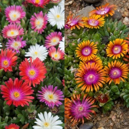Virág delosperma Cooper és a „Stardust” fotó, termesztés és karbantartás (por) Virág delosperma Cooper és a „Stardust” fotó, termesztés és karbantartás