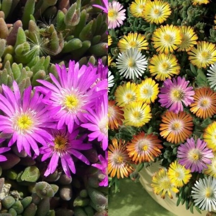 Virág delosperma Cooper és a Virág delosperma Cooper és a „Stardust” fotó, termesztés és karbantartás