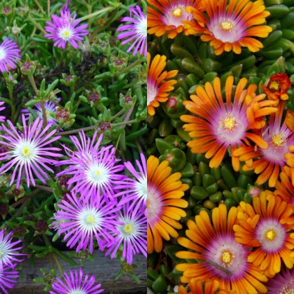 Virág delosperma Cooper és a „Stardust” fotó, termesztés és karbantartás (csillag) Virág delosperma Cooper és a „Stardust” fotó, termesztés és karbantartás
