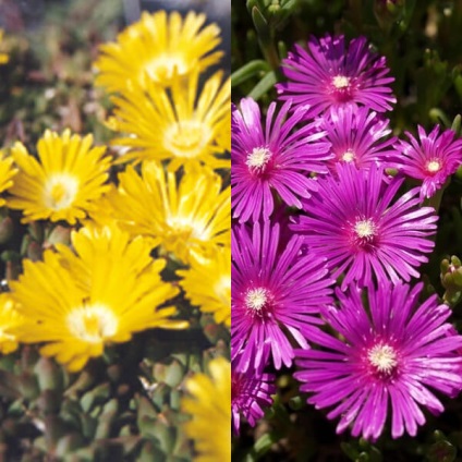 Virág delosperma Cooper és a „Stardust” fotó, termesztés és karbantartás (por) Virág delosperma Cooper és a „Stardust” fotó, termesztés és karbantartás
