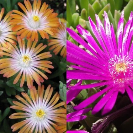 Virág delosperma Cooper és a „Stardust” fotó, termesztés és karbantartás (por) Virág delosperma Cooper és a „Stardust” fotó, termesztés és karbantartás