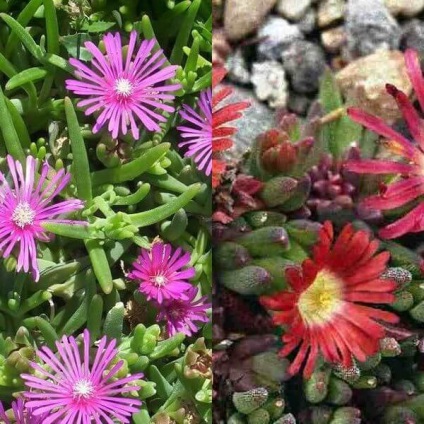 Virág delosperma Cooper és a Virág delosperma Cooper és a „Stardust” fotó, termesztés és karbantartás