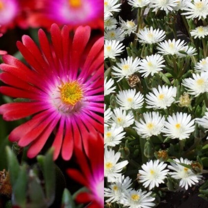 Virág delosperma Cooper és a „Stardust” fotó, termesztés és karbantartás (csillag) Virág delosperma Cooper és a „Stardust” fotó, termesztés és karbantartás