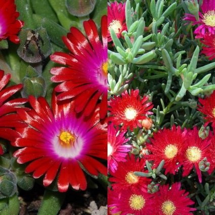 Virág delosperma Cooper és a „Stardust” fotó, termesztés és karbantartás (csillag) Virág delosperma Cooper és a „Stardust” fotó, termesztés és karbantartás