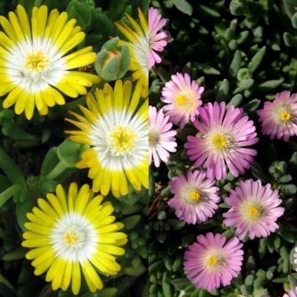 Virág delosperma Cooper és a „Stardust” fotó, termesztés és karbantartás (csillag) Virág delosperma Cooper és a „Stardust” fotó, termesztés és karbantartás