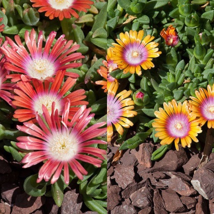 Virág delosperma Cooper és a „Stardust” fotó, termesztés és karbantartás (por) Virág delosperma Cooper és a „Stardust” fotó, termesztés és karbantartás