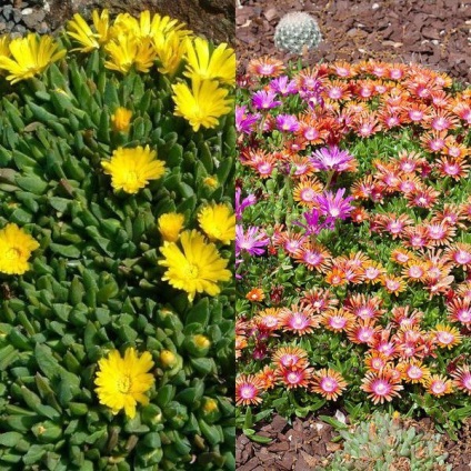 Virág delosperma Cooper és a „Stardust” fotó, termesztés és karbantartás (virág) Virág delosperma Cooper és a „Stardust” fotó, termesztés és karbantartás