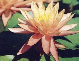 Virág tó liliom (optimális vetési mélység) Virág Lily Pond