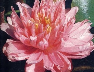 Virág Lily Pond