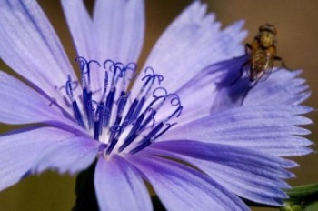 Cikória virág a népi gyógyászatban