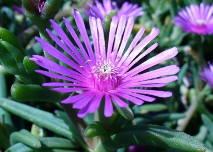 Virág delosperma és az ő nézeteit fotók stardust, delosperma Cooper