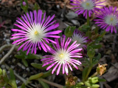 Virág delosperma és az ő nézeteit fotók stardust, delosperma Cooper