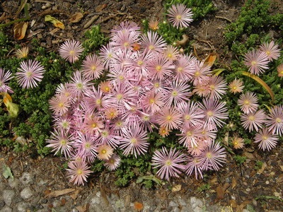 Virág delosperma és az ő nézeteit fotók stardust, delosperma Cooper