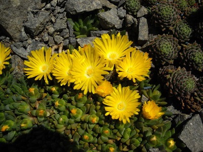 Virág delosperma és az ő nézeteit fotók stardust, delosperma Cooper