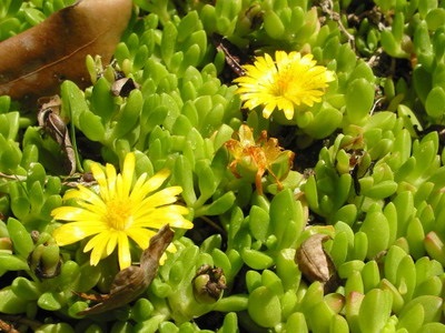 Virág delosperma és az ő nézeteit fotók stardust, delosperma Cooper