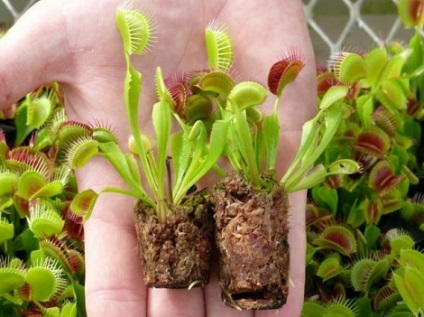 Flytrap virág, mint egy ragadozó eszik zöld