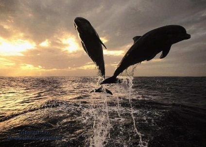 Delfinek - beens - a titkos világossá válik