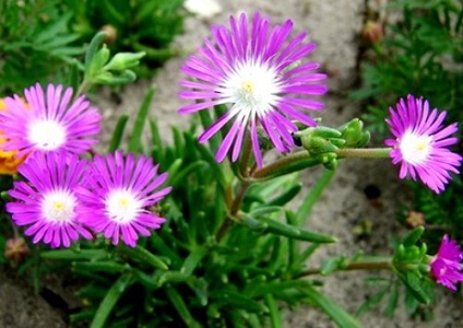 Delosperma - Dekoratív zamatos, kerti virágok (kúria) (kert) Delosperma - Dekoratív zamatos, kerti virágok (tanya)