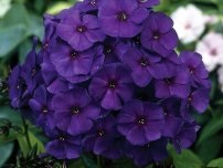 Delosperma - Dekoratív zamatos kert, virágok a kertben (kúria) (kert) Delosperma - Dekoratív zamatos, kerti virágok (tanya)