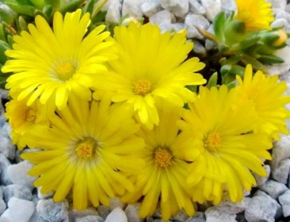 Delosperma - Dekoratív zamatos, kerti virágok (tanya)