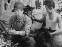 A Wild Dog Dingo (1962) - Film Info - szovjet filmet