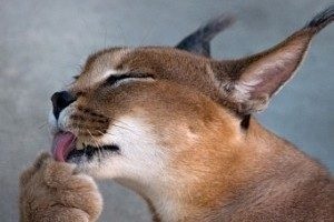 Házimacska fajta caracal (házimacska fajták) A hazai macska fajta caracal