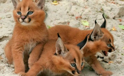 Házimacska fajta caracal (házimacska fajták) A hazai macska fajta caracal