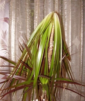 Dracaena - betegség és a kezelés egy fotó (fotók) Dracaena - betegség és a kezelés fotók