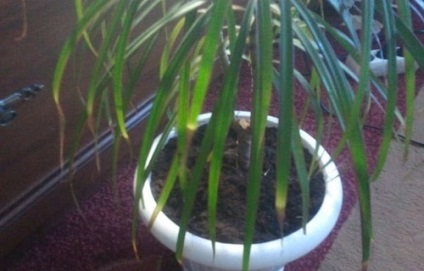 Dracaena - betegség és a kezelés egy fotó (fotók) Dracaena - betegség és a kezelés fotók