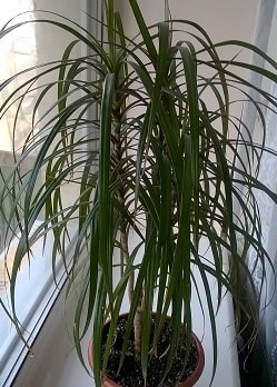 Dracaena - betegség és a kezelés fotók