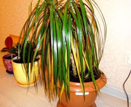 Dracaena - betegség és a kezelés fényképpel (Dracaena) Dracaena - betegség és a kezelés fotók