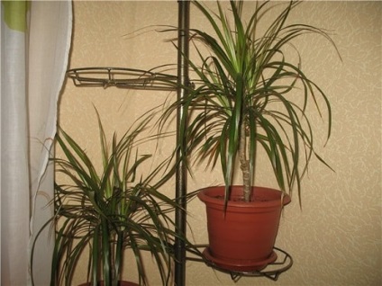 Dracaena - betegség és a kezelés egy fotó (fotók) Dracaena - betegség és a kezelés fotók