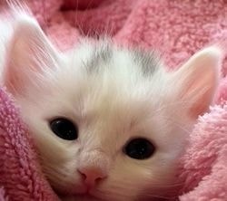 Ektoparaziták macskák kezelésére, a termékek leírása - szól macskák és macskák szeretettel