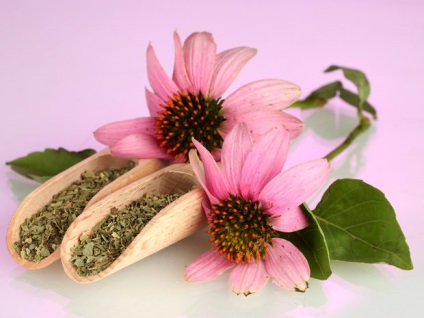 Echinacea purpurea szedés és szárítás gyógynövények - Echinacea száradni őket otthon