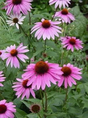 Echinacea purpurea - terápiás tulajdonságait, alkalmazására és ellenjavallatok (bíbor) Echinacea purpurea - gyógyszer tulajdonságait, használatát és ellenjavallatok