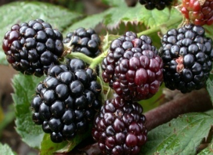 Blackberry tornfri - egy népszerű fajta besshipny