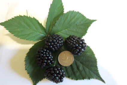 Blackberry tornfri - egy népszerű fajta besshipny