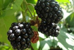 Blackberry - tornfri - ültetés és gondozás