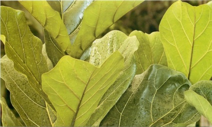 Ficus lyrata - elegáns, jóképű férfi a házban