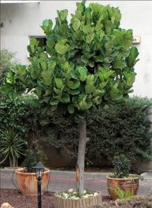 Ficus lyrata (Ficus lyrata) gondozás, szaporítás és az átültetést