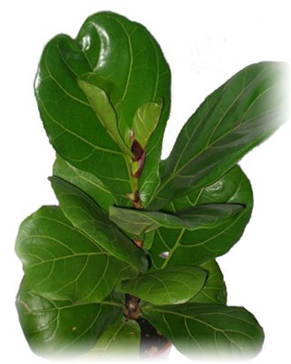 Ficus lyrata fotó, gondozás és szaporítása