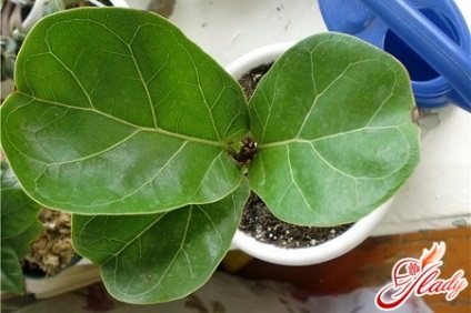 Ficus lyrata - Bíróság helyesen (faj hazai Ficus) Ficus lyrata - Bíróság helyesen