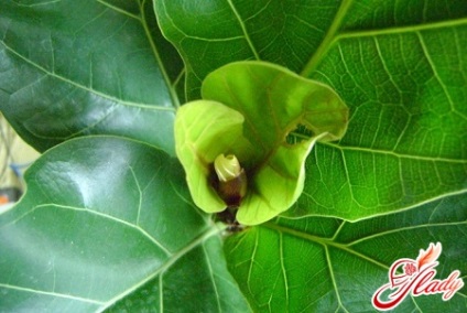 Ficus lyrata - Bíróság helyesen (hirtelen hőmérséklet-változások) Ficus lyrata - Bíróság helyesen