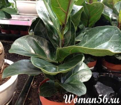 Ficus lyrata karbantartási és reprodukciós (lant) Ficus lyrata Care és tenyésztés