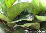 Ficus lyrata karbantartási és reprodukciós (Ficus lyrata Care) Ficus lyrata Care és tenyésztés